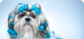 Trendy summer haircuts for your dog